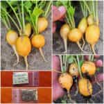 Ραπανάκι Κίτρινο ''Zlata''