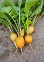 Ραπανάκι Κίτρινο ''Zlata'' - Image 2