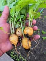 Ραπανάκι Κίτρινο ''Zlata'' - Image 3