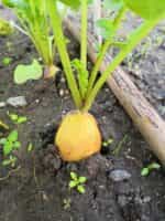 Ραπανάκι Κίτρινο ''Zlata'' - Image 4