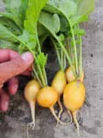 Ραπανάκι Κίτρινο ''Zlata'' - Image 5