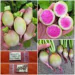 Ραπανάκι Γίγας ''Red Meat''