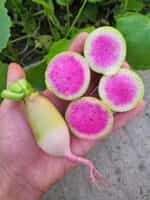 Ραπανάκι Γίγας ''Red Meat'' - Image 2