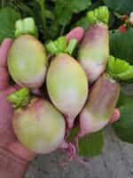 Ραπανάκι Γίγας ''Red Meat'' - Image 3