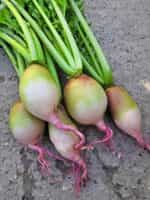 Ραπανάκι Γίγας ''Red Meat'' - Image 4