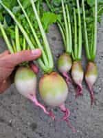 Ραπανάκι Γίγας ''Red Meat'' - Image 5