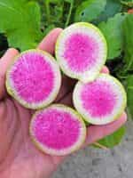 Ραπανάκι Γίγας ''Red Meat'' - Image 6