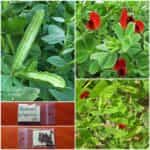 Αρακάς Φτερωτός ''Asparagus Winged Pea''