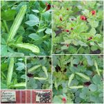 Αρακάς ''Asparagus Winged Pea'' Φτερωτός Παραδοσιακός BIO