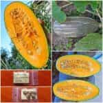 Κολοκύθα ''Guatemalan Blue Banana''