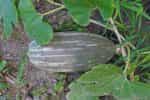 Κολοκύθα ''Guatemalan Blue Banana'' - Image 4