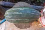 Κολοκύθα ''Guatemalan Blue Banana'' - Image 5