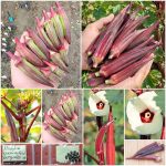 Μπάμια ”Red Burgundy” Κόκκινη Παραδοσιακή BIO