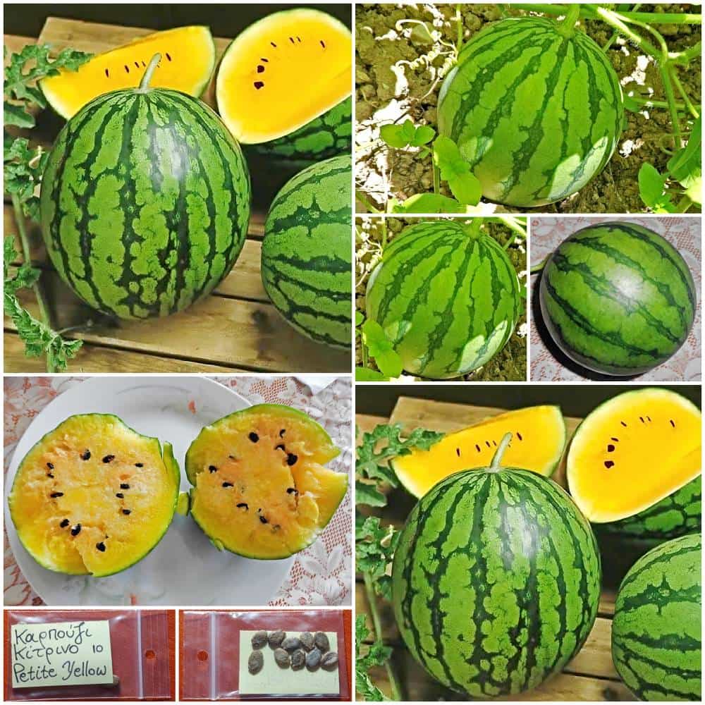 491a Καρπούζι ''Petite Yellow Baby'' - Image 1