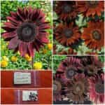 Ηλίανθος Σοκολάτα