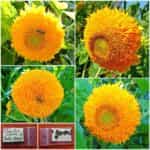 Ηλίανθος Νάνος ''Teddy Bear''