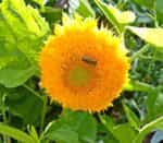 Ηλίανθος Νάνος ''Teddy Bear'' - Image 2