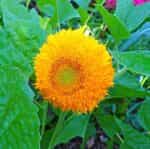 Ηλίανθος Νάνος ''Teddy Bear'' - Image 4