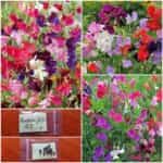 Μοσχομπίζελο Μιξ