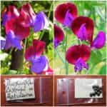 Μοσχομπίζελο Δίχρωμο ''Matucana''