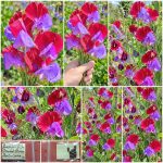 Μοσχομπίζελο ''Grandiflora Matucana'' Αρωματικό Παραδοσιακό