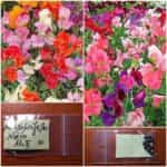 Μοσχομπίζελο Νάνο ''Knee High Mix''