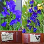 Μοσχομπίζελο Μπλε ''Royal Family Blue''