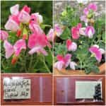 Μοσχομπίζελο Νάνο ''Cupid Mix''