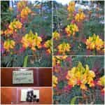 Ποϊντσιάνα Παγώνι