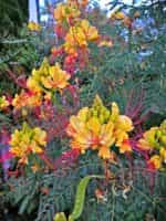 Ποϊντσιάνα Παγώνι - Image 2