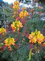 Ποϊντσιάνα Παγώνι - Image 3