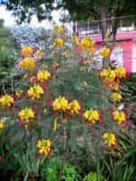 Ποϊντσιάνα Παγώνι - Image 4