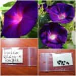 Ιπομέα Μωβ ''Black Knight''