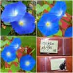 Ιπομέα Μπλε ''Heavenly Blue''