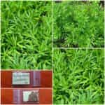 Κολίανδρος Ψιλόφυλλος ''Confetti''