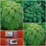 Λαχανίδα Πράσινη Κατσαρή Νάνα