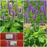 Μέντα Κορέας ''Korean Mint''