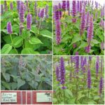 Μέντα ''Korean Mint'' Παραδοσιακή BIO