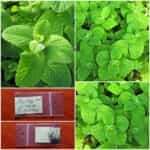 Μέντα Αιγύπτου ''Egyptian Mint''