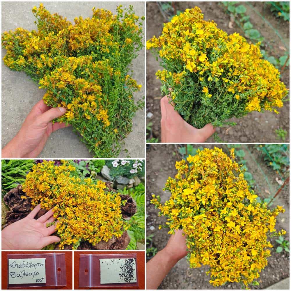 513 Σπαθόχορτο - Βάλσαμο - Image 1