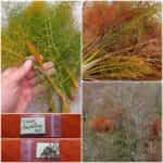 Καφέ Μάραθος ''Bronze Fennel''
