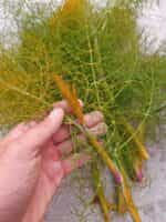 Καφέ Μάραθος ''Bronze Fennel'' - Image 2