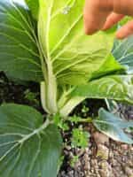 Λάχανο Μπόκ Τσόι Πεκίνου ”White Stem” - Image 2