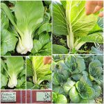 Λάχανο ''Pak Choy'' Παραδοσιακό BIO