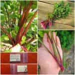 Σέλινο Κόκκινο ''Red Stalk''