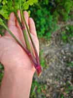 Σέλινο Κόκκινο ''Red Stalk'' - Image 2