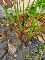 Σέλινο Κόκκινο ''Red Stalk'' - Image 3