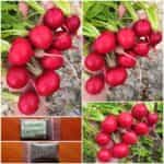 Ραπανάκι ''Carmen''