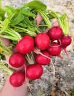 Ραπανάκι ''Carmen'' - Image 2