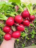 Ραπανάκι ''Carmen'' - Image 3